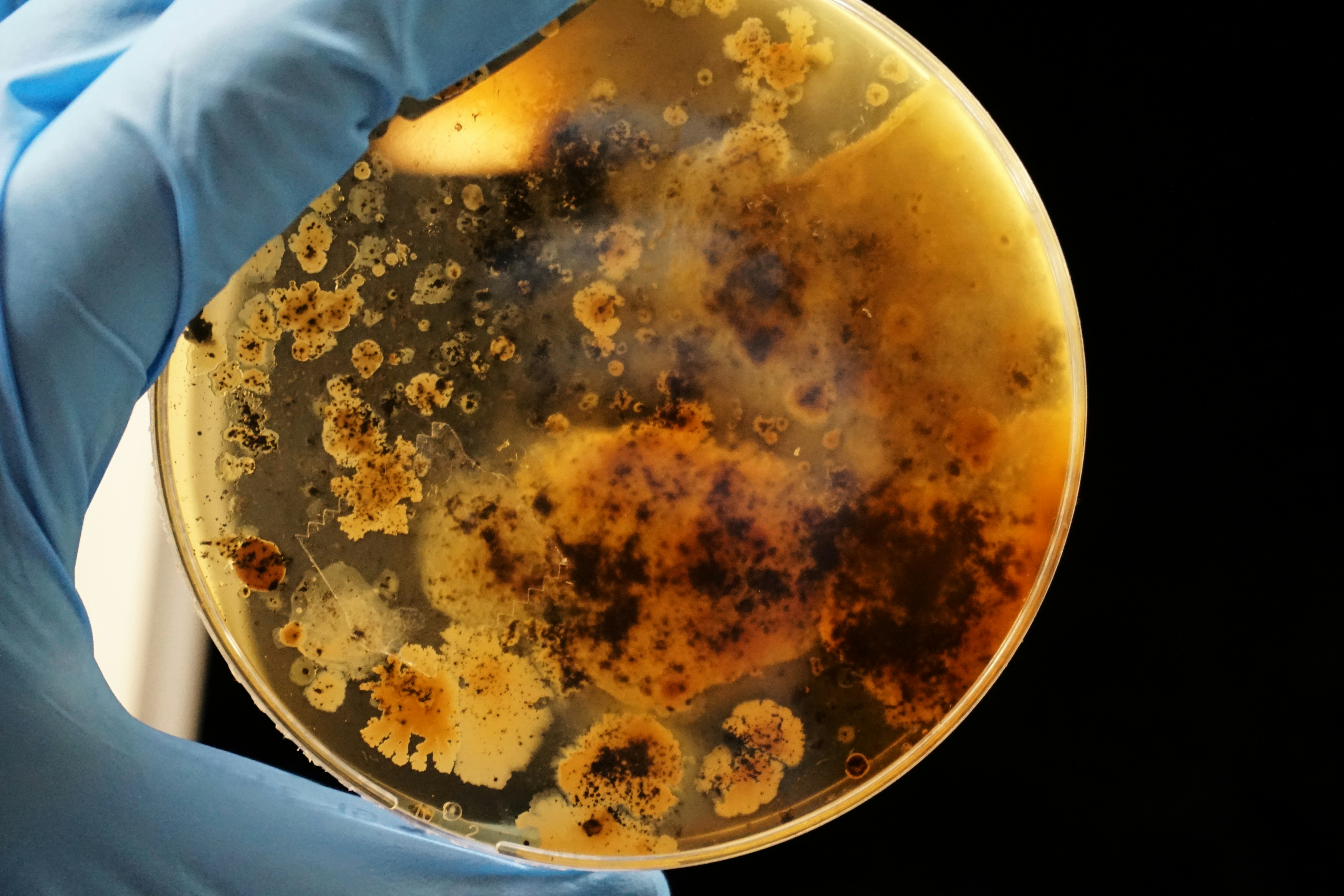 Microbial Colonies