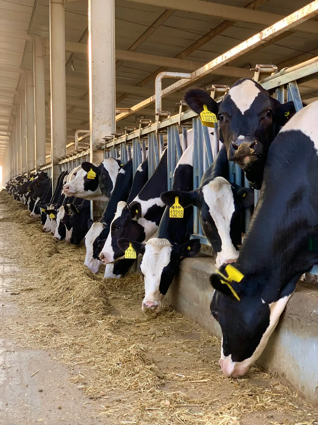 Healthy Livestock
